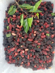 Vườn gửi 50 Dâu tằm mà giờ mới báo tại Quảng Nam