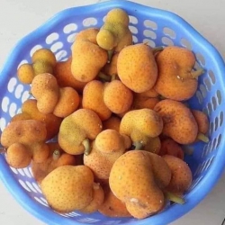 Trái chay tự nhiên ngọt chín tại Quảng Nam