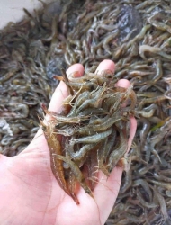 Sáng mai em có tôm đất 100% thiên nhiên, tươi ngon tại Quảng Nam