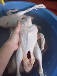 Vịt cuối bầy rọt lại mấy con nhỏ tại Quảng Nam