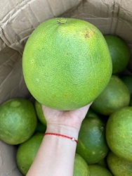 Bán quả bưởi tại Quảng Nam