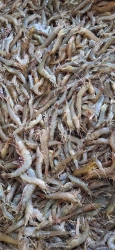 Mai em được 5kg Tôm đất sông 100% Tôm thiên nhiên tại Quảng Nam