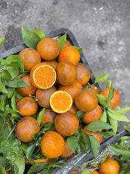 ch ạ tại Quảng Nam
