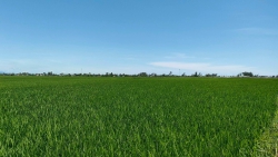  350 triệu tại Quảng Nam