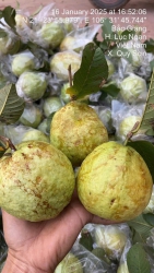 ch mua để dành ăn nhé, tại Quảng Nam