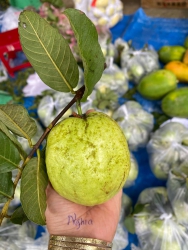 Ổi hén ngọt như mật ,ổi lục ngạn Bắc giang vào mùa ngon xuất sắc nha tại Quảng Nam