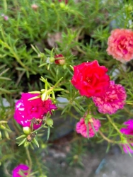 Bán lô đất bự kiệt Đinh Tiên Hoàng tại Quảng Nam