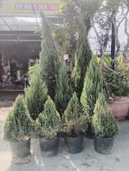 Sơn tùng về Hàng bao đẹp anh chị ơi tại Quảng Nam