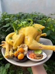 GÀ ÔM TRỨNG tại Quảng Nam