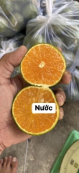 Bán cam nước giá hời tại Quảng Nam