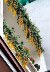 Lan Hoàng Dương tại Quảng Nam