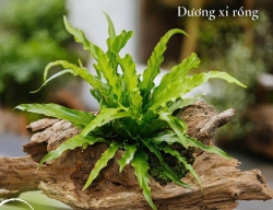 Dự án mặt tiền kinh doanh sầm uất Lý Thường Kiệt tại Quảng Nam