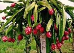 Thanh long ruột đỏ ngon ngọt nhiều chất dinh dưỡng màu đẹp trẻ con thích lắm nè tại Quảng Nam