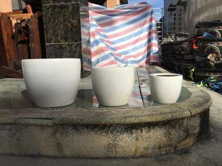 chậu sứ trắng vs chậu mai Tứ Quý tại Quảng Nam