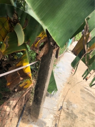  chỉ 390 triệu tại Quảng Nam
