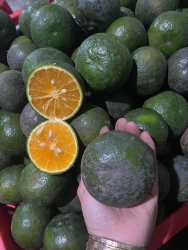 Cam nước ngọt lịm tại Quảng Nam