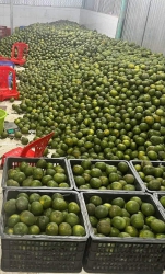 n cam nước vắt siêu mỏng tại Quảng Nam