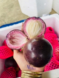 vú sữa lò rèn đầu mùa tại Quảng Nam