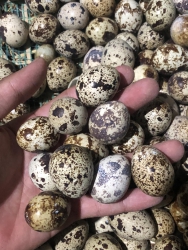 Bán trứng cút giá #39k 100 trứng tại Quảng Nam