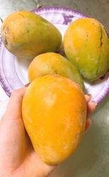 Xoài min EASUP tại Quảng Nam