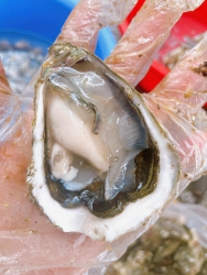 SẴN HÀU... LÊN ĐƠN SÁNG NAY tại Quảng Nam