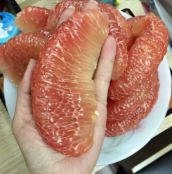 n bưởi da xanh ruột đỏ Bến Tre ngọt lịm tại Quảng Nam