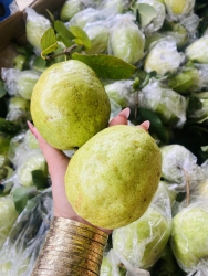 Ổi ko đối thủ, ý là ngọt ko đối thủ á. Ổi nào ngọt hơn e ko lấy tiền nha. Lô ổi ngày ni giòn ngọt tại Quảng Nam