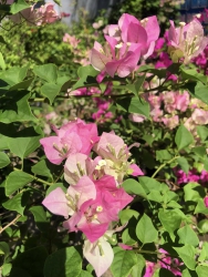 Hoa giấy sakura tại Quảng Nam