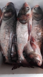 Lên dơn cá mè thiên nhiên hồ núi một tại Quảng Nam