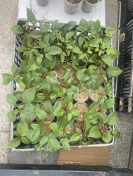 Các loại cây giống mời khách ghé thăm ủng hộ e nhé tại Quảng Nam