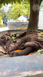 Ngày Mai Là Ngày Xanh tại Quảng Nam