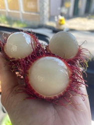 i Siêu Ngon Ngọt tại Quảng Nam