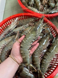 Sản phẩm tôm sú khổng lồ tại Quảng Nam