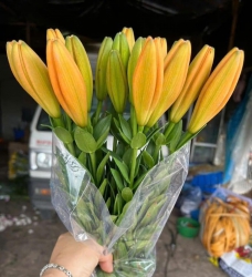 Ly Cam Nghệ Mài Đáng Về tại Quảng Nam