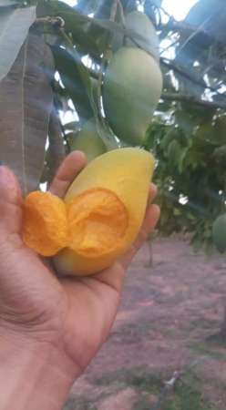 Xoài Ea Súp - Đăk lak ngọt giòn, có mùi thơm đặc biệt của núi rừng tại Quảng Nam