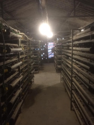 Mai em có 10 nghìn trứng cút so giá 39k - 100 trứng tại Quảng Nam