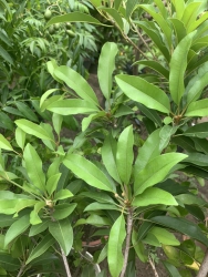  tại Quảng Nam