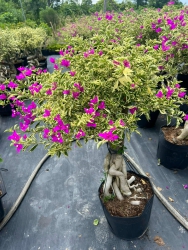 Vườn gửi nhờ em thanh lý hộ lô giấy cẩm thạch đẹp cả hoa cả l tại Quảng Nam