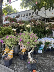 Cẩm thạch dáng đẹp - gốc to tại Quảng Nam