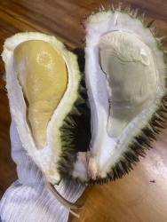 Mai có lô sầu rụng mini, khách mua sầu nhỏ bên em thì biết ngon mà cơm nhiều rồi nè, không dễ gì khách mua đi mua lại và giới thiệu người tới mua đâu ạ tại Quảng Nam