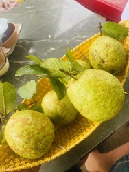 Mê ly nhìn ổi ngày mai giền lun á hiện toàn mấy trái xù xù ri siêu ngon nha khách Vườn ni vườn lão tại Quảng Nam