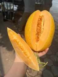 Loa loa chạy giá sốc dưa vàng giá rẻ tại Quảng Nam