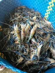 Tôm Càng Sen Siêu Tươi Size TO tại Quảng Nam