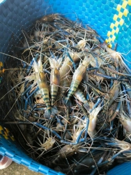 Tôm càng xanh size TO tại Quảng Nam