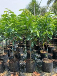 Cây giống mãng cầu xiêm thái Trái to thơm ngon ngọt ít hạt Trồng nhanh có trái tại Quảng Nam