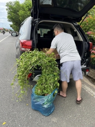 Cúc tần vừa mới về tại Quảng Nam