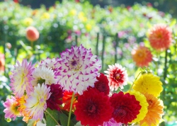 NHÀ CẦN BÁN - KDC TÂN THẠNH tại Quảng Nam