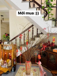 Tuyết mai siuu nụ mai e về thêm 50 bó tại Quảng Nam