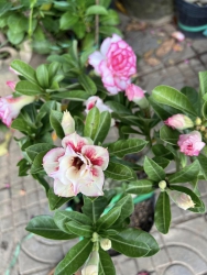 Hoa sứ thái tại Quảng Nam