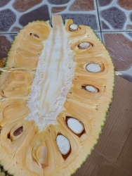 Mít chín cây, mít vàng khòe ngọt lịm tim tại Quảng Nam
